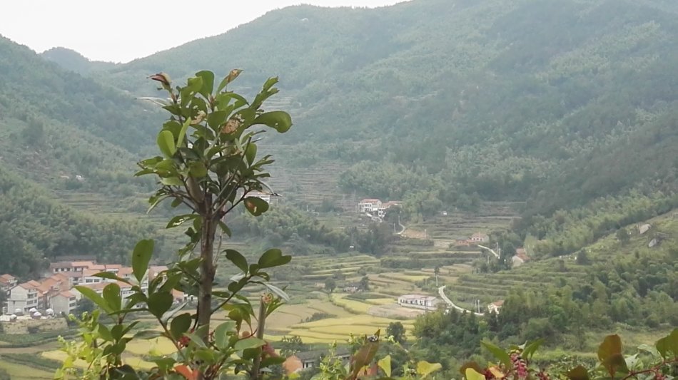 001EFHzpzy75pbZ2x3z81